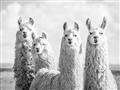 Picture of Llama Fam _GroupedProduct_Rectangle_Landscape_Photography _GroupedProduct_Rectangle_Landscape_Unframed_Print_Only_