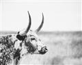 Picture of Annie, the Spotted Cow III _GroupedProduct_Rectangle_Landscape_Photography _GroupedProduct_Rectangle_Landscape_Unframed_Print_Only_