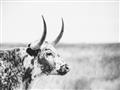 Picture of Annie, the Spotted Cow III _GroupedProduct_Rectangle_Landscape_Photography _GroupedProduct_Rectangle_Landscape_Unframed_Print_Only_