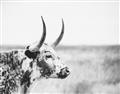 Picture of Annie, the Spotted Cow III _GroupedProduct_Rectangle_Landscape_Photography _GroupedProduct_Rectangle_Landscape_Unframed_Print_Only_