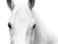 Picture of White horse _GroupedProduct_Rectangle_Landscape_Photography _GroupedProduct_Rectangle_Landscape_Unframed_Print_Only_