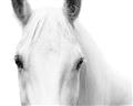 Picture of White horse _GroupedProduct_Rectangle_Landscape_Photography _GroupedProduct_Rectangle_Landscape_Unframed_Print_Only_