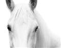 Picture of White horse _GroupedProduct_Rectangle_Landscape_Photography _GroupedProduct_Rectangle_Landscape_Unframed_Print_Only_