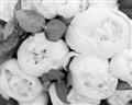 Picture of White Blooms _GroupedProduct_Rectangle_Landscape_Photography _GroupedProduct_Rectangle_Landscape_Unframed_Print_Only_