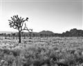 Picture of One Tree _GroupedProduct_Rectangle_Landscape_Photography _GroupedProduct_Rectangle_Landscape_Unframed_Print_Only_