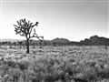 Picture of One Tree _GroupedProduct_Rectangle_Landscape_Photography _GroupedProduct_Rectangle_Landscape_Unframed_Print_Only_