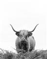 Picture of Cow on the Range _GroupedProduct_Rectangle_Portrait_Photography _GroupedProduct_Rectangle_Portrait_Unframed_Print_Only_