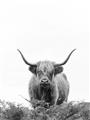 Picture of Cow on the Range _GroupedProduct_Rectangle_Portrait_Photography _GroupedProduct_Rectangle_Portrait_Unframed_Print_Only_
