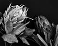 Picture of Beautiful Blooms _GroupedProduct_Rectangle_Landscape_Photography _GroupedProduct_Rectangle_Landscape_Unframed_Print_Only_