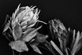 Picture of Beautiful Blooms _GroupedProduct_Rectangle_Landscape_Photography _GroupedProduct_Rectangle_Landscape_Unframed_Print_Only_