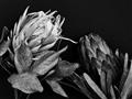 Picture of Beautiful Blooms _GroupedProduct_Rectangle_Landscape_Photography _GroupedProduct_Rectangle_Landscape_Unframed_Print_Only_