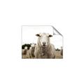 Picture of Sheepily _GroupedProduct_Rectangle_Landscape_Photography _GroupedProduct_Rectangle_Landscape_Unframed_Print_Only_