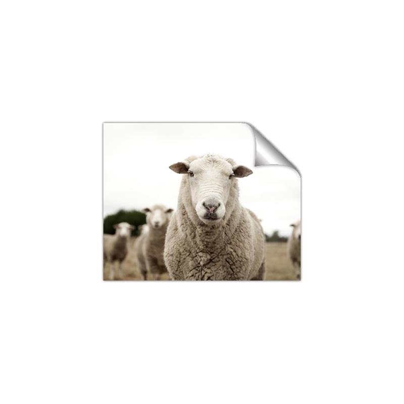 Picture of Sheepily _GroupedProduct_Rectangle_Landscape_Photography _GroupedProduct_Rectangle_Landscape_Unframed_Print_Only_
