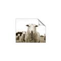 Picture of Sheepily _GroupedProduct_Rectangle_Landscape_Photography _GroupedProduct_Rectangle_Landscape_Unframed_Print_Only_