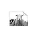 Picture of Sheepily _GroupedProduct_Rectangle_Landscape_Photography _GroupedProduct_Rectangle_Landscape_Unframed_Print_Only_