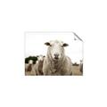 Picture of Sheepily _GroupedProduct_Rectangle_Landscape_Photography _GroupedProduct_Rectangle_Landscape_Unframed_Print_Only_