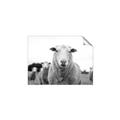 Picture of Sheepily _GroupedProduct_Rectangle_Landscape_Photography _GroupedProduct_Rectangle_Landscape_Unframed_Print_Only_