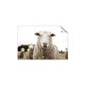 Picture of Sheepily _GroupedProduct_Rectangle_Landscape_Photography _GroupedProduct_Rectangle_Landscape_Unframed_Print_Only_