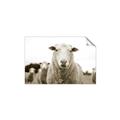 Picture of Sheepily _GroupedProduct_Rectangle_Landscape_Photography _GroupedProduct_Rectangle_Landscape_Unframed_Print_Only_
