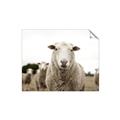 Picture of Sheepily _GroupedProduct_Rectangle_Landscape_Photography _GroupedProduct_Rectangle_Landscape_Unframed_Print_Only_
