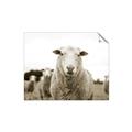 Picture of Sheepily _GroupedProduct_Rectangle_Landscape_Photography _GroupedProduct_Rectangle_Landscape_Unframed_Print_Only_
