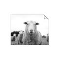 Picture of Sheepily _GroupedProduct_Rectangle_Landscape_Photography _GroupedProduct_Rectangle_Landscape_Unframed_Print_Only_