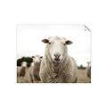 Picture of Sheepily _GroupedProduct_Rectangle_Landscape_Photography _GroupedProduct_Rectangle_Landscape_Unframed_Print_Only_