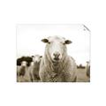 Picture of Sheepily _GroupedProduct_Rectangle_Landscape_Photography _GroupedProduct_Rectangle_Landscape_Unframed_Print_Only_