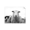 Picture of Sheepily _GroupedProduct_Rectangle_Landscape_Photography _GroupedProduct_Rectangle_Landscape_Unframed_Print_Only_