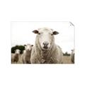 Picture of Sheepily _GroupedProduct_Rectangle_Landscape_Photography _GroupedProduct_Rectangle_Landscape_Unframed_Print_Only_