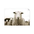 Picture of Sheepily _GroupedProduct_Rectangle_Landscape_Photography _GroupedProduct_Rectangle_Landscape_Unframed_Print_Only_