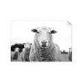Picture of Sheepily _GroupedProduct_Rectangle_Landscape_Photography _GroupedProduct_Rectangle_Landscape_Unframed_Print_Only_