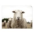 Picture of Sheepily _GroupedProduct_Rectangle_Landscape_Photography _GroupedProduct_Rectangle_Landscape_Unframed_Print_Only_