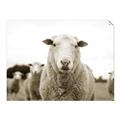 Picture of Sheepily _GroupedProduct_Rectangle_Landscape_Photography _GroupedProduct_Rectangle_Landscape_Unframed_Print_Only_