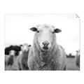 Picture of Sheepily _GroupedProduct_Rectangle_Landscape_Photography _GroupedProduct_Rectangle_Landscape_Unframed_Print_Only_