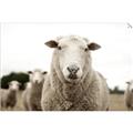 Picture of Sheepily _GroupedProduct_Rectangle_Landscape_Photography _GroupedProduct_Rectangle_Landscape_Unframed_Print_Only_