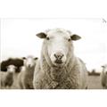 Picture of Sheepily _GroupedProduct_Rectangle_Landscape_Photography _GroupedProduct_Rectangle_Landscape_Unframed_Print_Only_