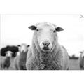 Picture of Sheepily _GroupedProduct_Rectangle_Landscape_Photography _GroupedProduct_Rectangle_Landscape_Unframed_Print_Only_
