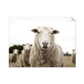 Picture of Sheepily _GroupedProduct_Rectangle_Landscape_Photography _GroupedProduct_Rectangle_Landscape_Unframed_Print_Only_