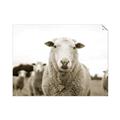 Picture of Sheepily _GroupedProduct_Rectangle_Landscape_Photography _GroupedProduct_Rectangle_Landscape_Unframed_Print_Only_