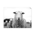Picture of Sheepily _GroupedProduct_Rectangle_Landscape_Photography _GroupedProduct_Rectangle_Landscape_Unframed_Print_Only_