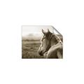 Picture of Horse & the Horizon _GroupedProduct_Rectangle_Landscape_Photography _GroupedProduct_Rectangle_Landscape_Unframed_Print_Only_