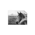 Picture of Horse & the Horizon _GroupedProduct_Rectangle_Landscape_Photography _GroupedProduct_Rectangle_Landscape_Unframed_Print_Only_