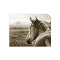 Picture of Horse & the Horizon _GroupedProduct_Rectangle_Landscape_Photography _GroupedProduct_Rectangle_Landscape_Unframed_Print_Only_