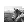 Picture of Horse & the Horizon _GroupedProduct_Rectangle_Landscape_Photography _GroupedProduct_Rectangle_Landscape_Unframed_Print_Only_