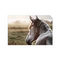 Picture of Horse & the Horizon _GroupedProduct_Rectangle_Landscape_Photography _GroupedProduct_Rectangle_Landscape_Unframed_Print_Only_