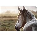 Picture of Horse & the Horizon _GroupedProduct_Rectangle_Landscape_Photography _GroupedProduct_Rectangle_Landscape_Unframed_Print_Only_