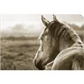 Picture of Horse & the Horizon _GroupedProduct_Rectangle_Landscape_Photography _GroupedProduct_Rectangle_Landscape_Unframed_Print_Only_