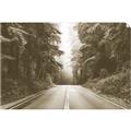 Picture of Foggy Straight Redwood Highway _GroupedProduct_Rectangle_Landscape_Photography _GroupedProduct_Rectangle_Landscape_Unframed_Print_Only_