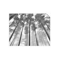 Picture of Sky High Trees _GroupedProduct_Rectangle_Landscape_Photography _GroupedProduct_Rectangle_Landscape_Unframed_Print_Only_